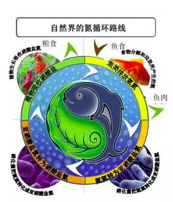 污水厂的总氮的去除(1)1270