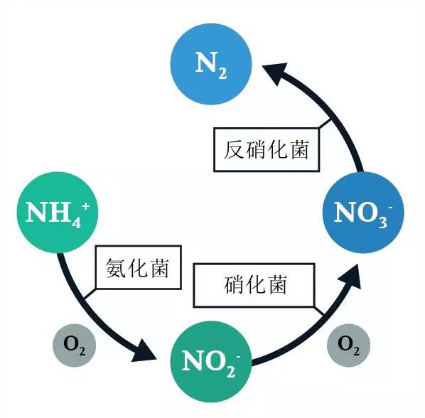 污水厂的总氮的去除(1)1494