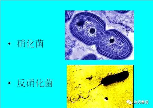 污水厂的总氮的去除(1)1644